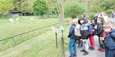 Dnia 19 maja 2023 uczniowie klas drugich odwiedzili oliwskie zoo. Podczas wycieczki dzieci uczestniczyły w grze terenowej rozwiązując zadania o zwierzętach 🐪🦒🐘